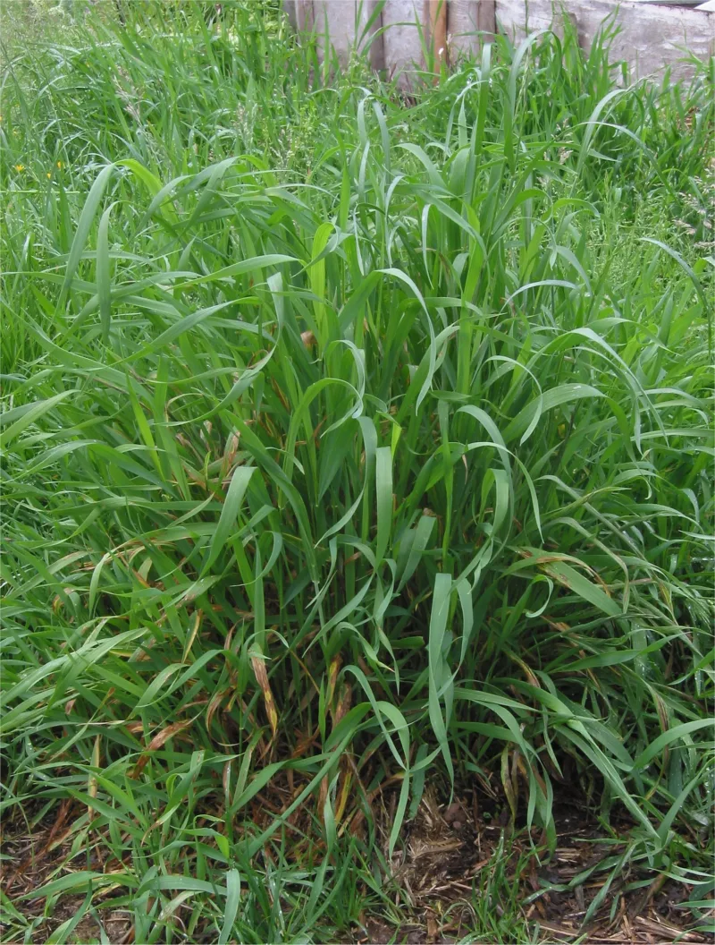 Pirevina