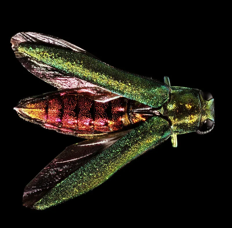Agrilus planipennis