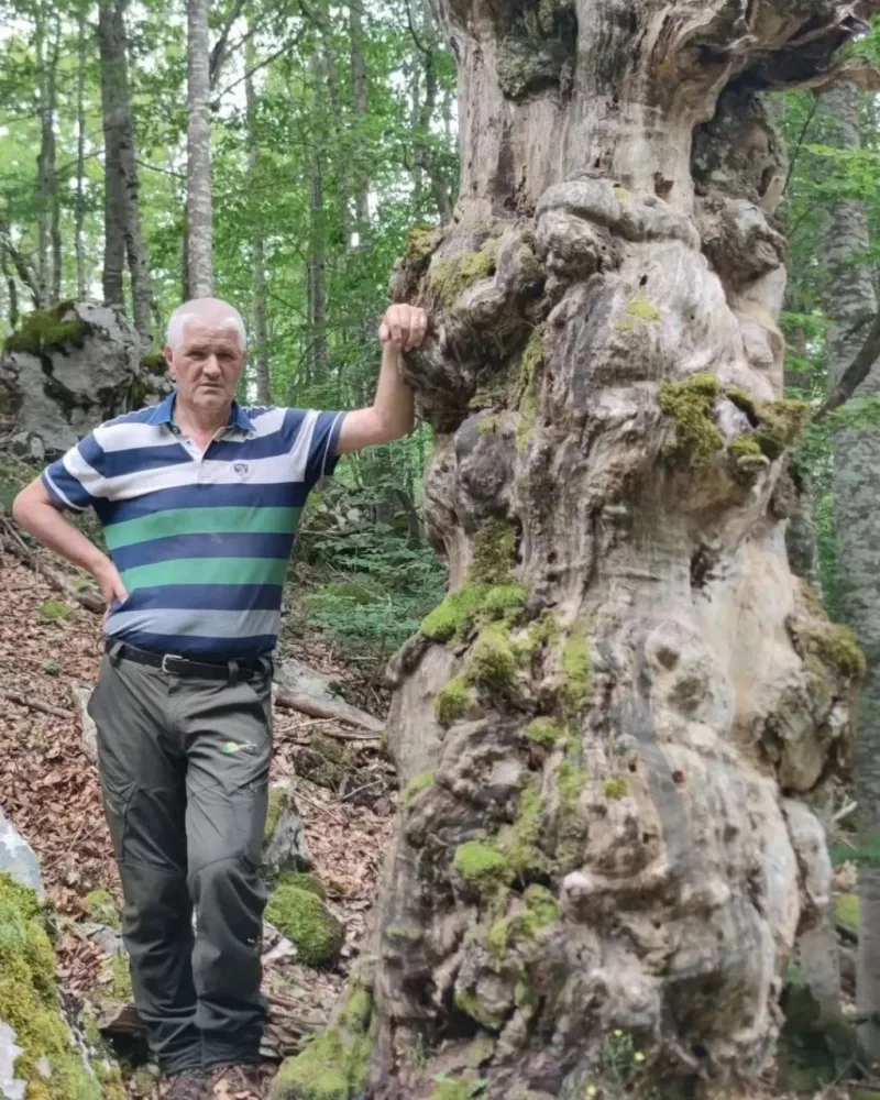 Pokrajcic drvo