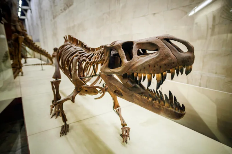trex freepik
