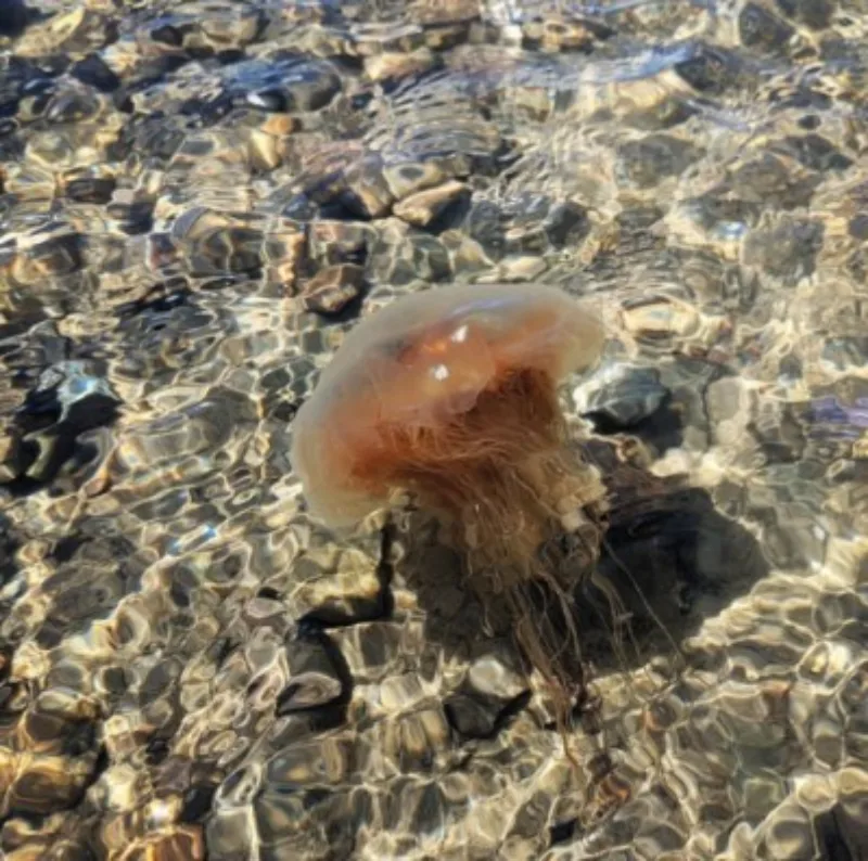 Meduze