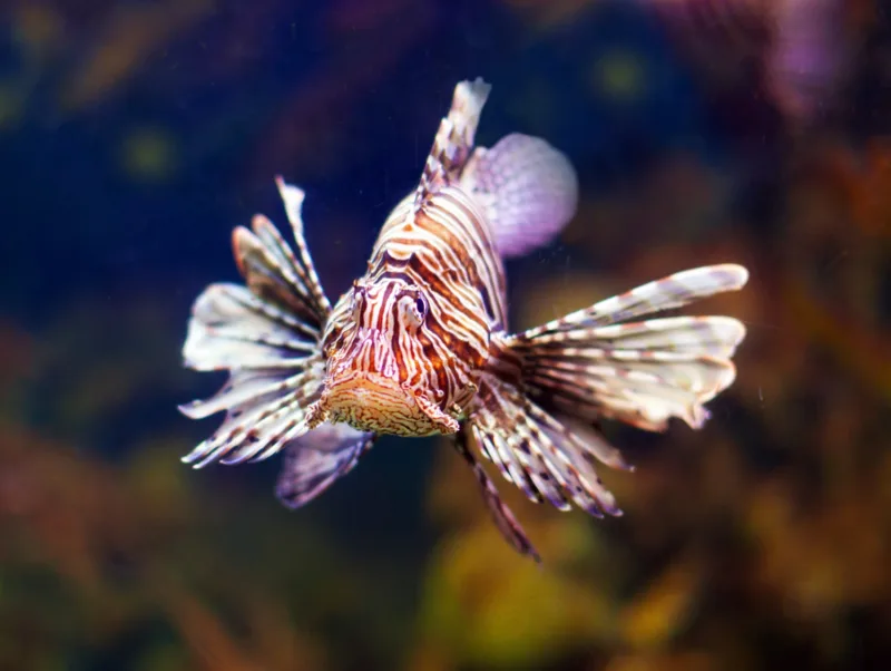 Lionfish freepik