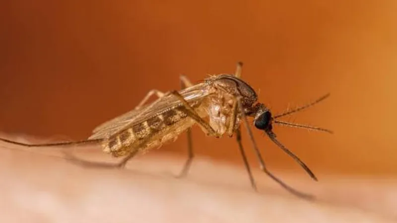 Komarac virus
