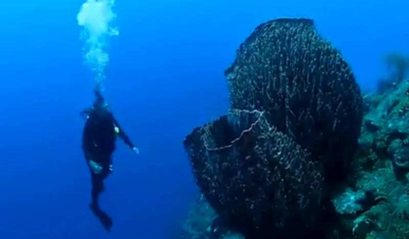 Xestospongia muta curacao
