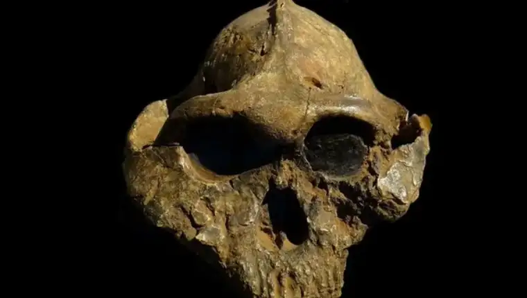 Paranthropus boisei
