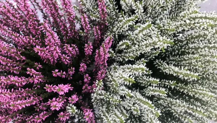 Erica arborea freepik