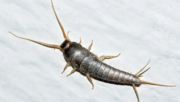 Srebrena ribica