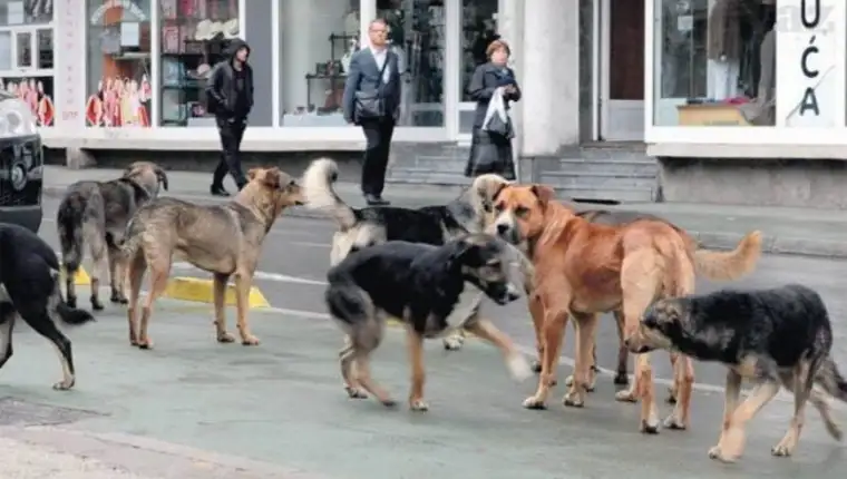 Psi lutalice sarajevo