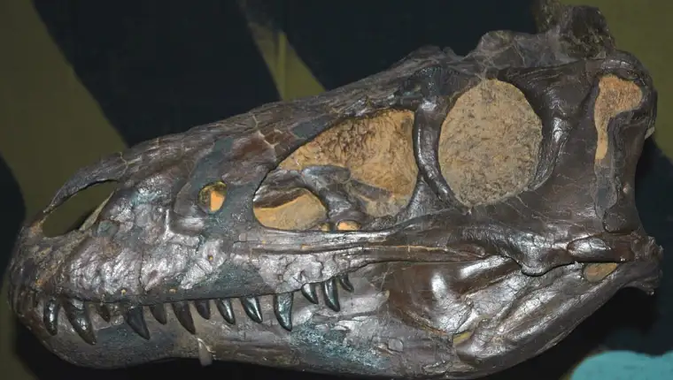Nanotyrannus