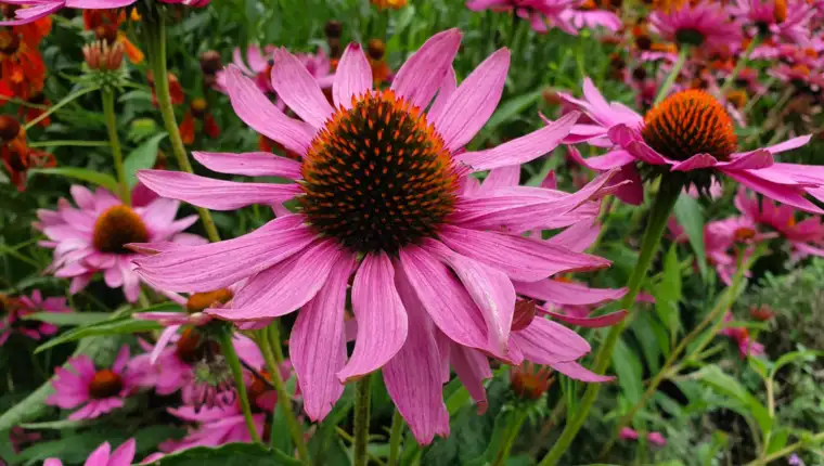 Ehinacea freepik