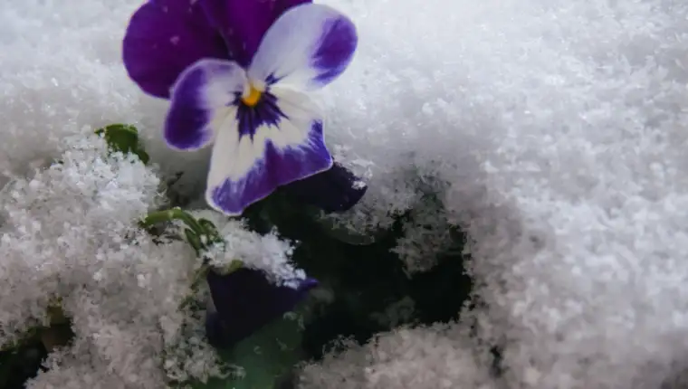 Viola tricolor freepik