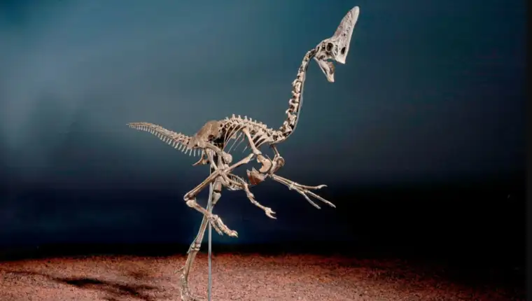 Spike Caenagnathid