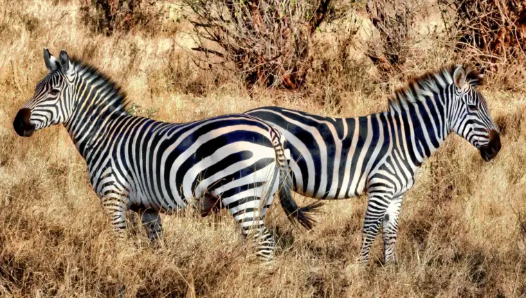 Zebre freepik