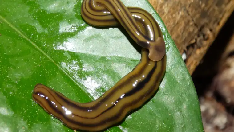 Bipalium kewense
