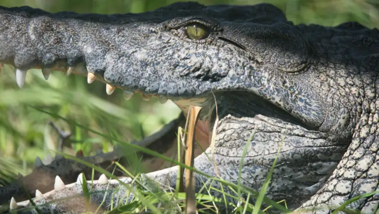krokodil freepik