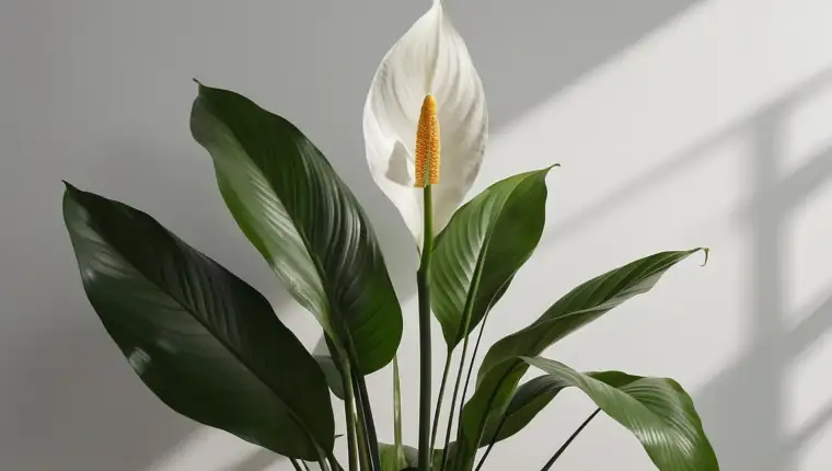 Spatifilum freepik
