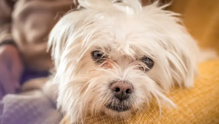 Tulear dog freepik