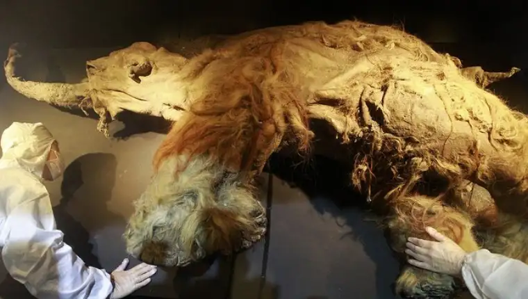 mamut