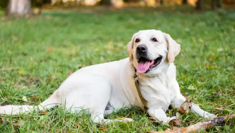 Labrador freepik