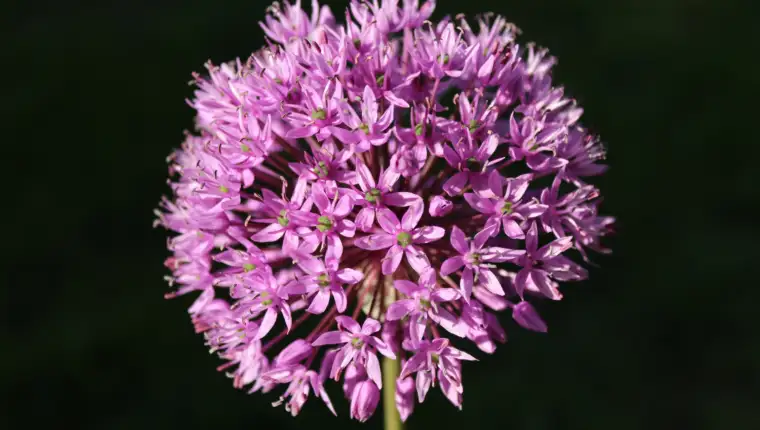 valeriana freepik