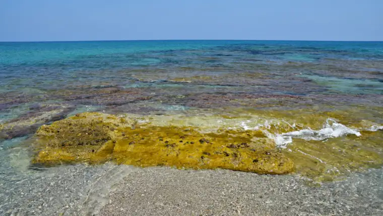 Sargassum freepik