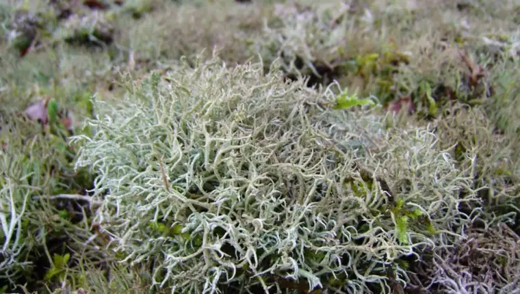Cetraria islandica