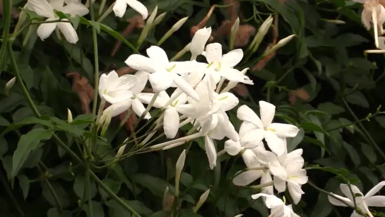 zimski jasmin