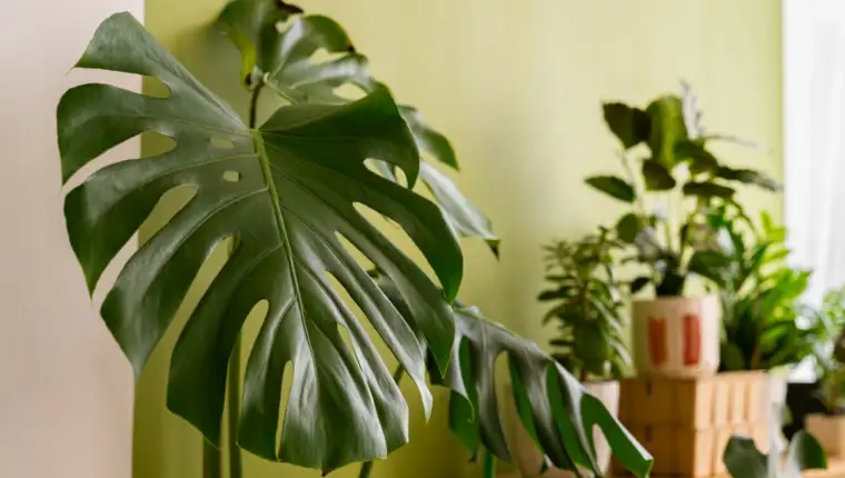 Filadendron freepik