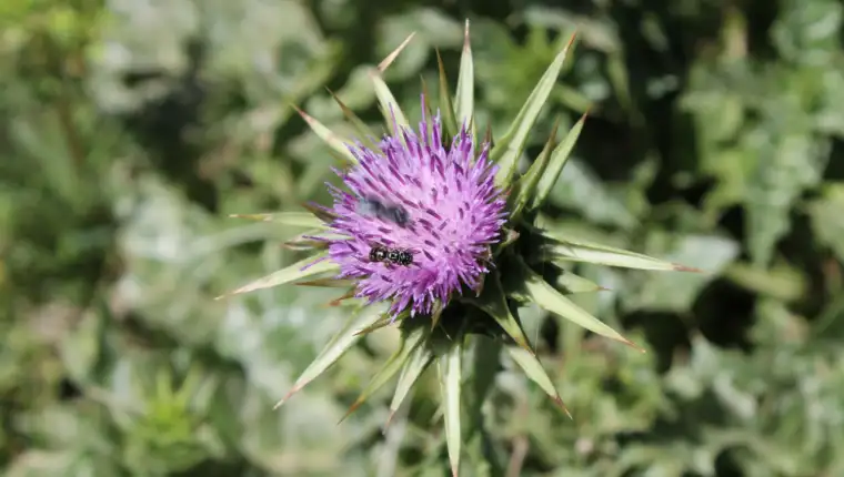 Sikavica freepik