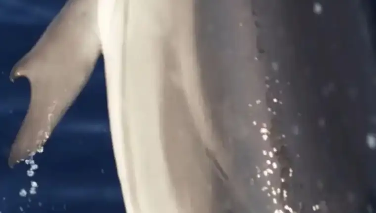 Delfin
