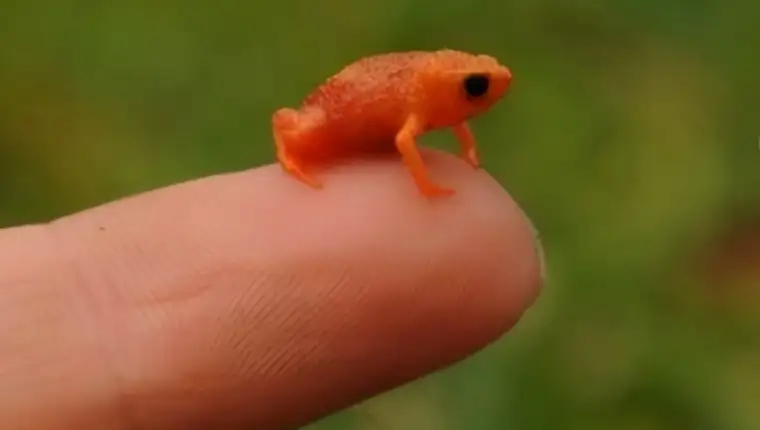 Zaba