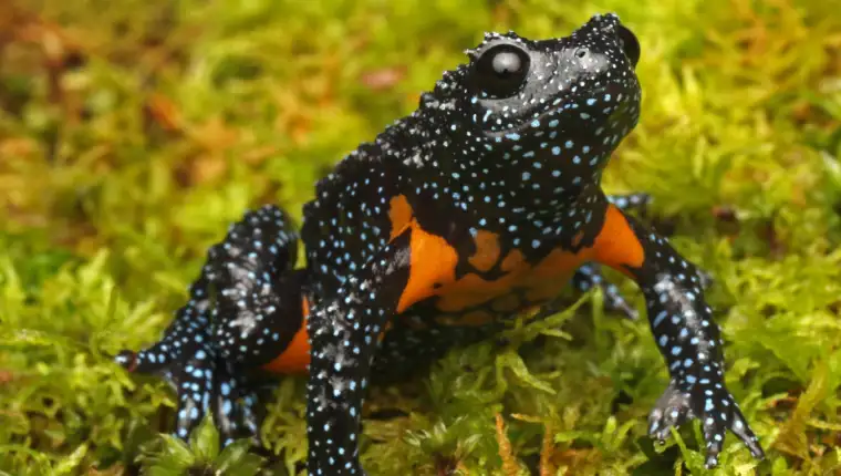 Melanobatrachus indicus
