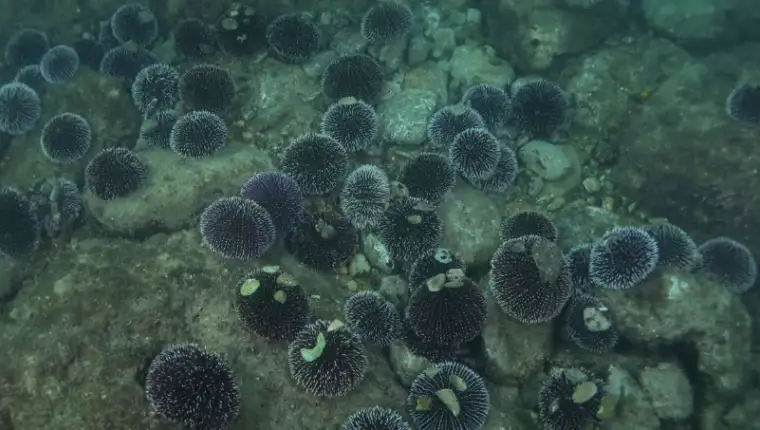 morski jezevi