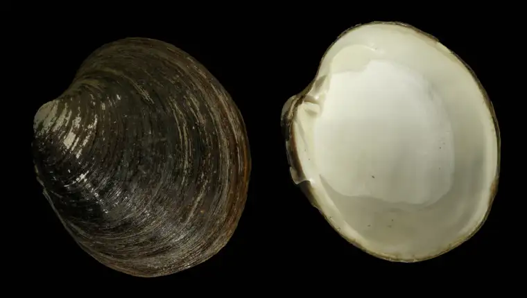 Arctica Islandica