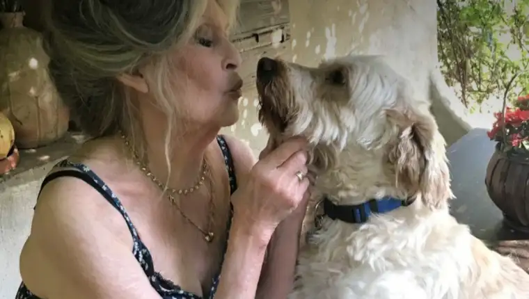 NOËL Toutes les équipes de la Fondation Brigitte Bardot vous souhaitent un joyeux Noël et de t