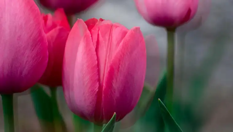 Tulipani freepik