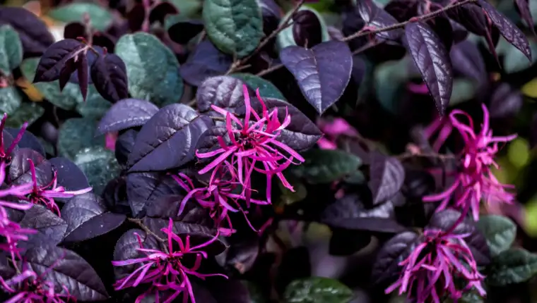 Alternanthera littoralis