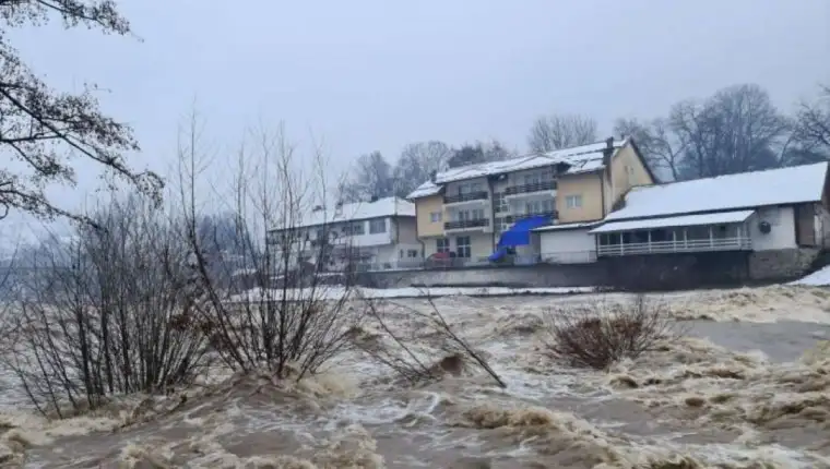 Foca drina