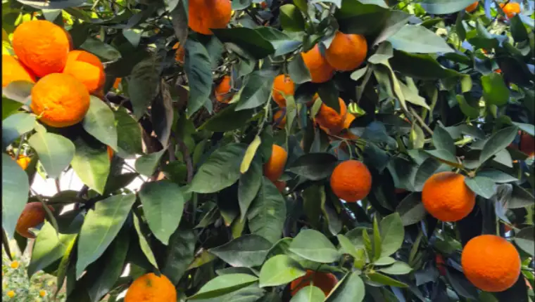 Mandarine