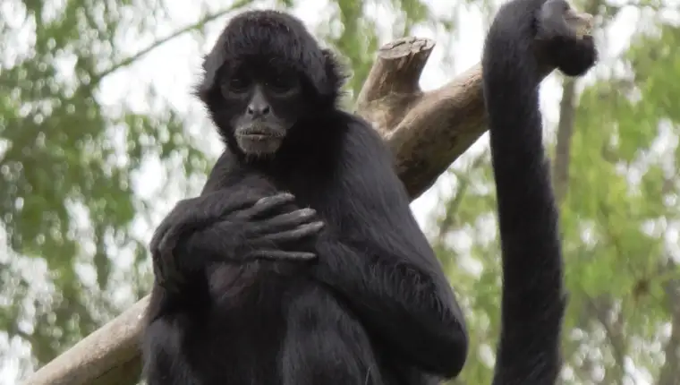 Spider monkeys