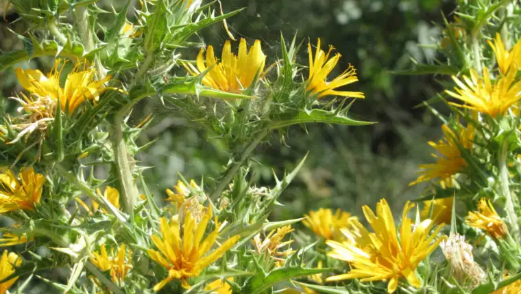 Inula freepik