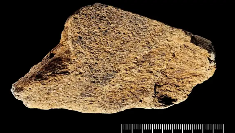 Slon hanibal