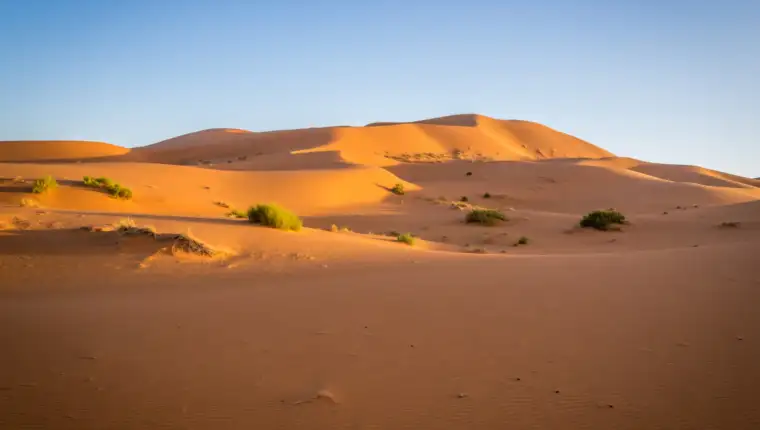 Sahara freepik