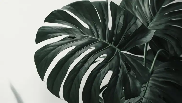 Monstera freepik