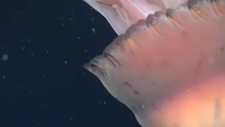 Meduza