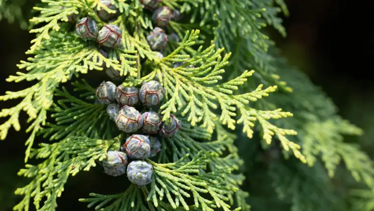 Cedar freepik