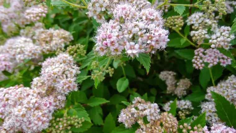 Spirea freepik