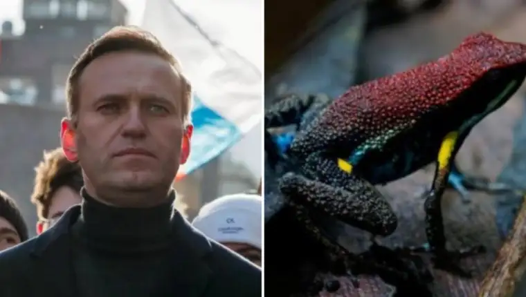 Navaljni zaba