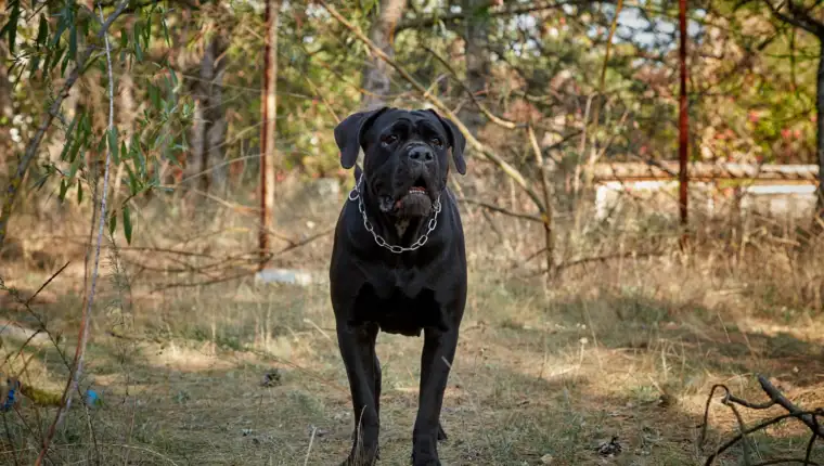 Cane corso freepik