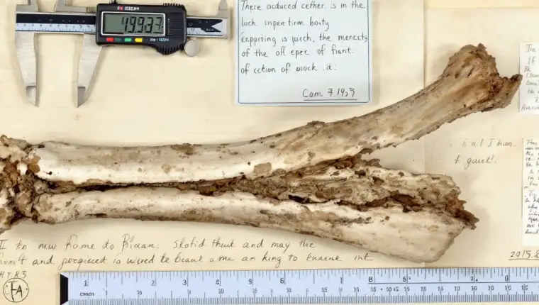 Freepik ancient elephant bone resting on archival paper ha 13456